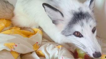 娱乐吃瓜丫狐狸,揭秘丫狐狸背后的故事 第3张 娱乐吃瓜丫狐狸,揭秘丫狐狸背后的故事 第3张